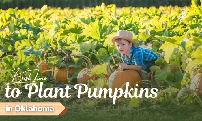 when to plant pumpkins in oklahoma
