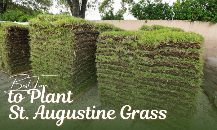 when to plant st augustine grass