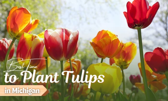 when to plant tulips in michigan
