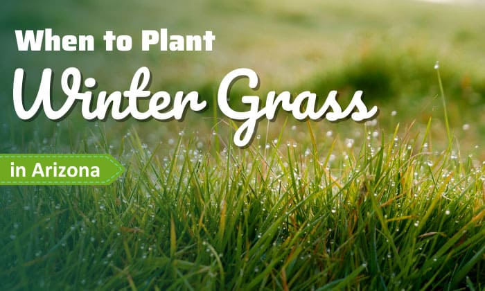 when to plant winter grass in arizona