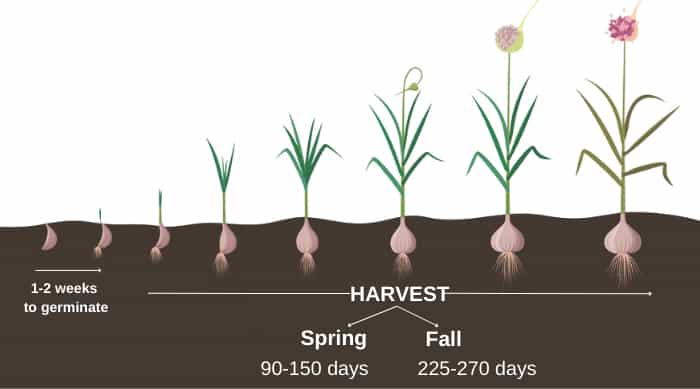 where-to-buy-garlic-bulbs-for-planting