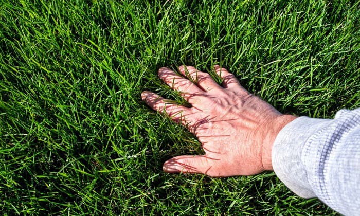 care-and-maintenance-tips-for-bermuda-grass-seed-in-arizona