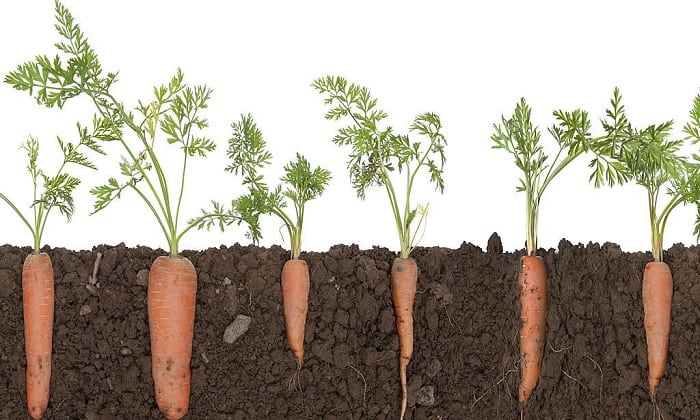 carrot-season