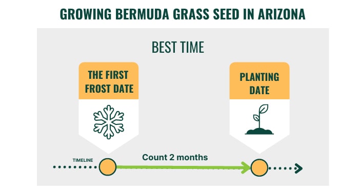 growing-bermuda-grass-seed-in-arizona