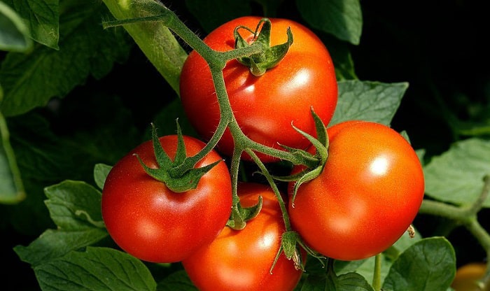 growing-tomatoes-in-arkansas