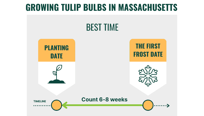 growing-zones-for-tulip-bulbs-in-massachusetts