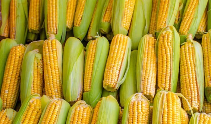plant-corn-in-va