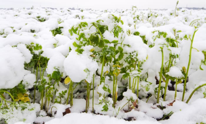 plant-daikon-radish-in-winter