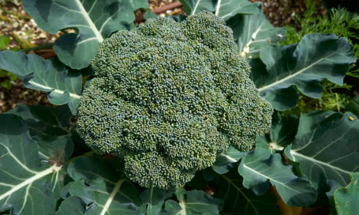 plant-fall-broccoli