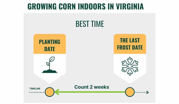 plant-sweet-corn-in-virginia