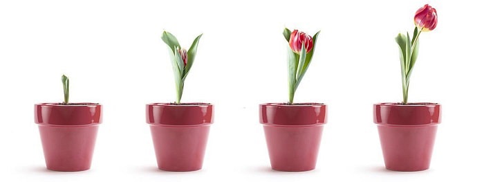 planting-tulip-bulbs-indoors