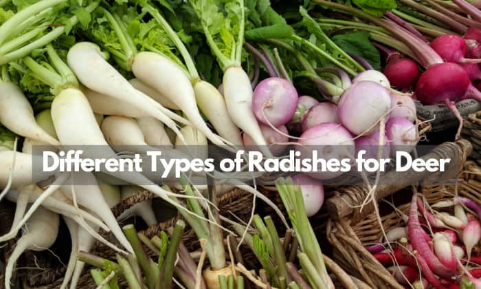 radishes-for-deer-food-plots