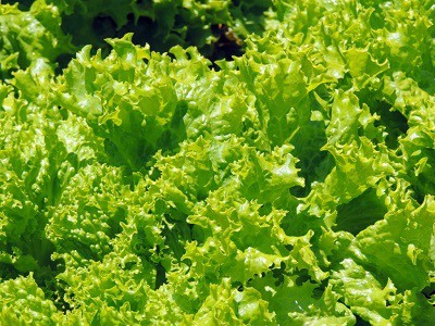 start-lettuce-seeds-indoors
