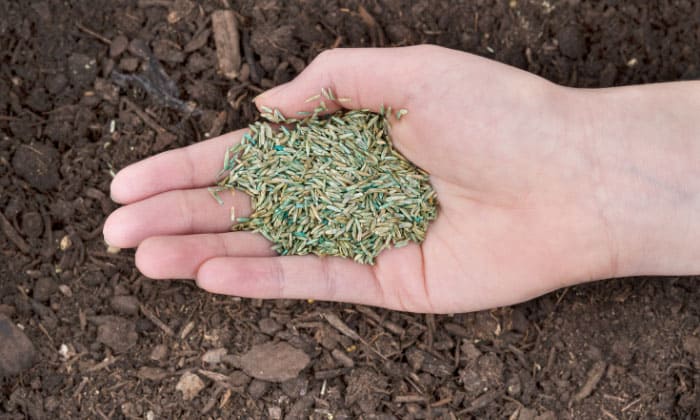 tips-for-planting-grass-seed