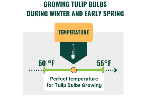 tulip-bulbs-to-plant-in-the-winter-and-early-spring