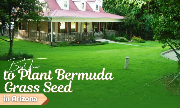 when to plant bermuda grass seed in arizona