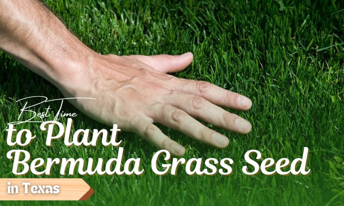 when to plant bermuda grass seed in texas
