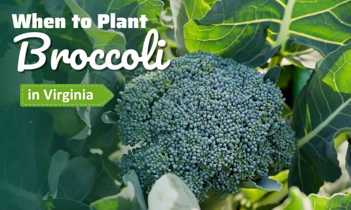 when to plant broccoli in virginia