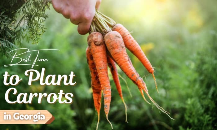 when to plant carrots in georgia
