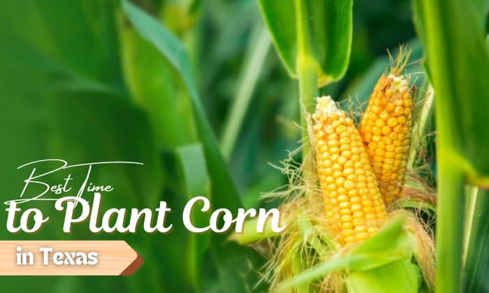 when to plant corn in texas