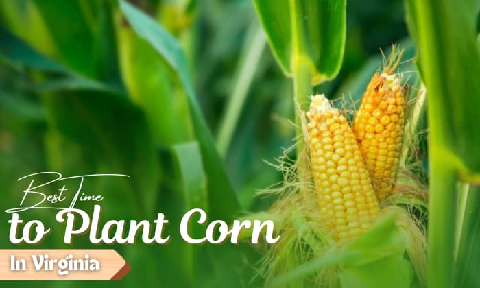 when to plant corn in virginia