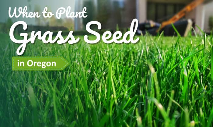 When to Plant Grass Seed in Oregon? (Best Time)