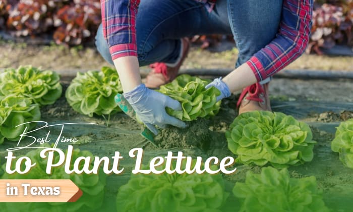 when to plant lettuce in texas