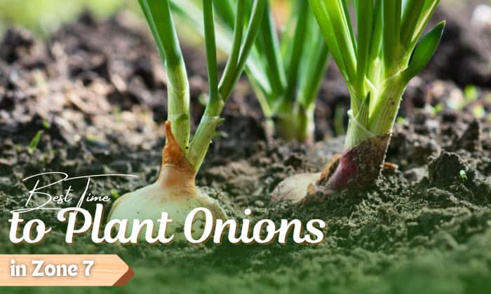 when to plant onions in zone 7