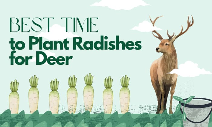 when to plant radishes for deer