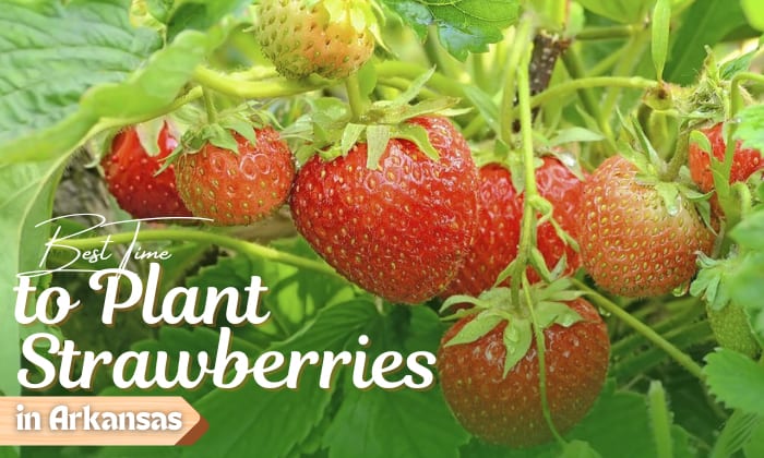 when to plant strawberries in arkansas