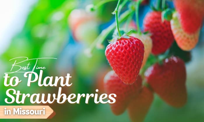 When to Plant Strawberries in Missouri for a Bountiful Harvest