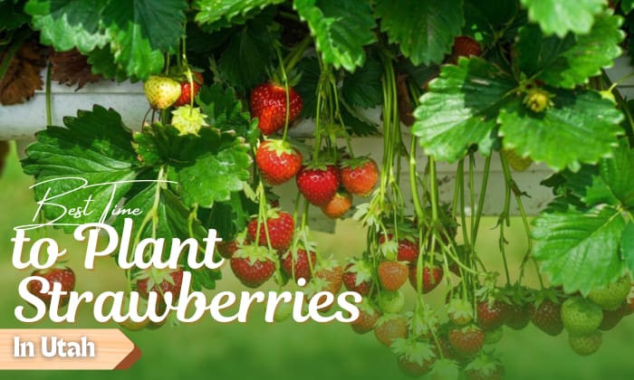 when to plant strawberries in utah