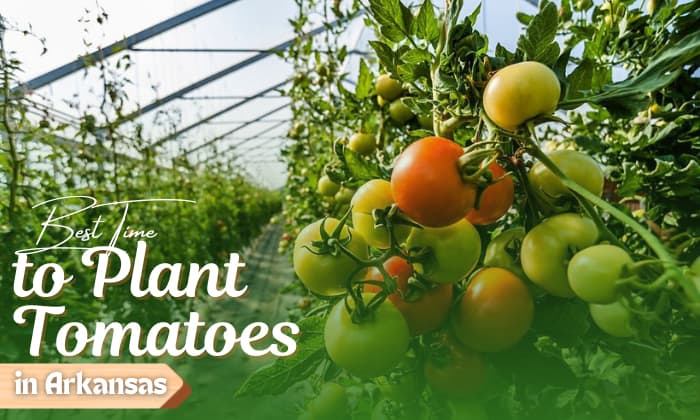 when to plant tomatoes in arkansas