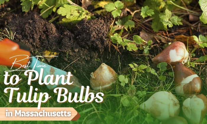when to plant tulip bulbs in massachusetts