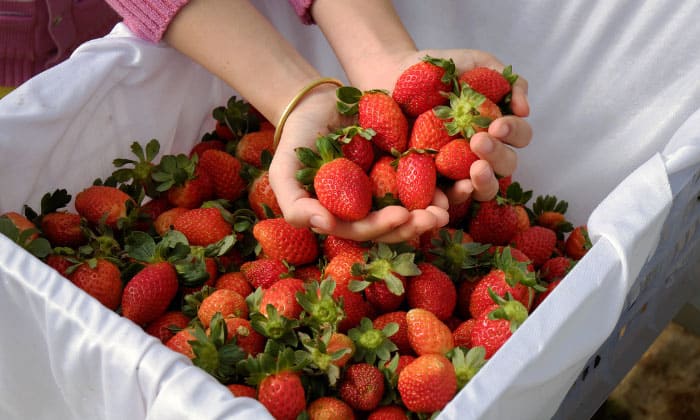 Harvesting-Strawberries-in-Illinois
