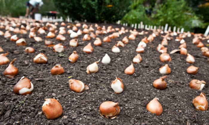 How-Late-Can-I-Plant-Tulip-Bulb-in-Ohio
