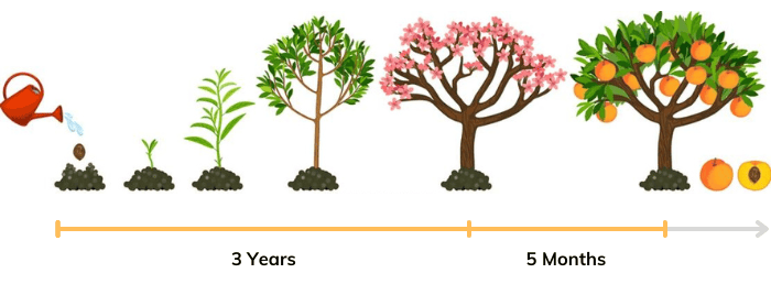 Overview-of-a-Peach-Tree’s-Life-Cycle
