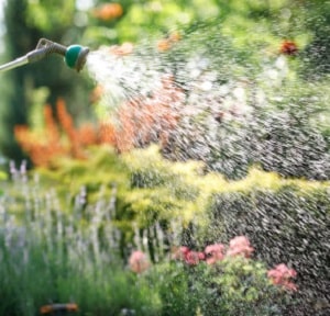 Watering-and-maintenance-for-Successful-Wildflower-Planting