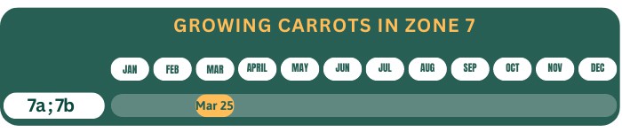 best-time-to-plant-carrots-in-zone-7