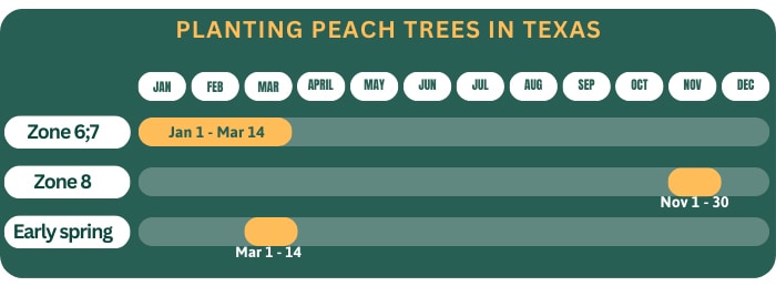 best-time-to-plant-peach-trees