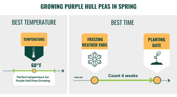 best-time-to-plant-purple-hull-peas