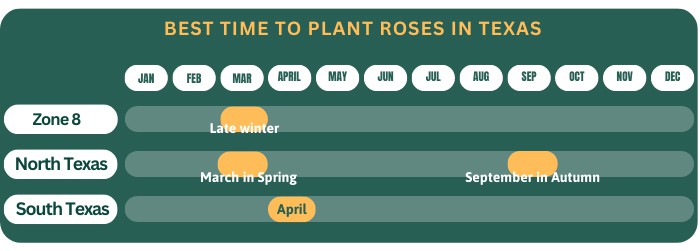 best-time-to-plant-roses-in-Texas