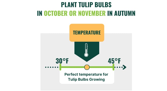 best-time-to-plant-tulip-bulbs-in-ohio