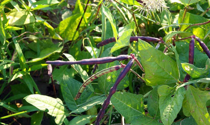 care-and-maintenance-purple-hull-peas