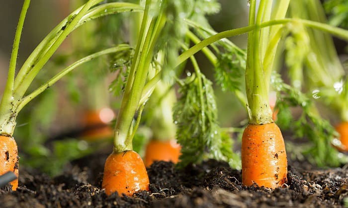 carrot-planting-guide-and-maintenance