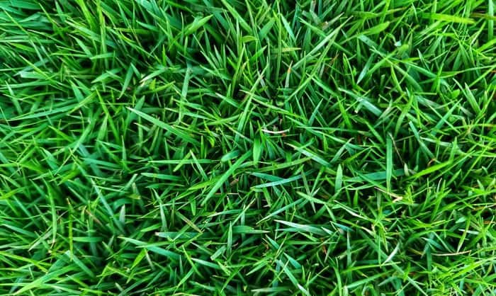 factors-to-consider-when-planting-zoysia-plugs