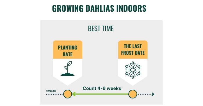 growing-dahlias-indoors-