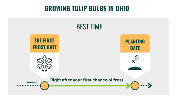 growing-tulip-bulbs-in-ohio