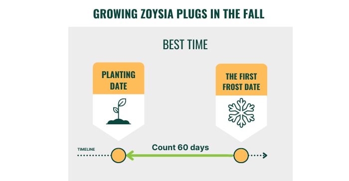 growing-zoysia-plugs-in-the-fall