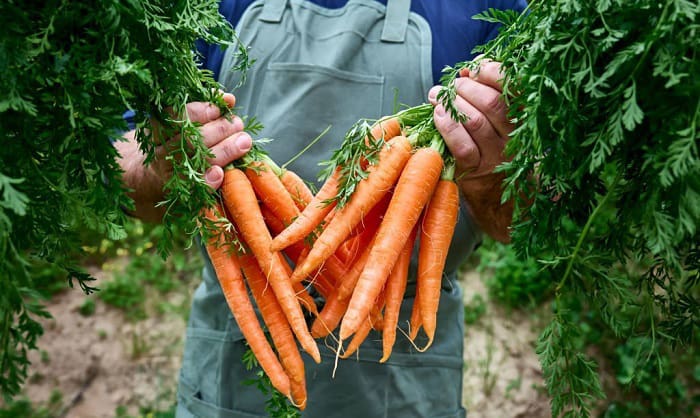 harvesting-carrots-in-zone-7